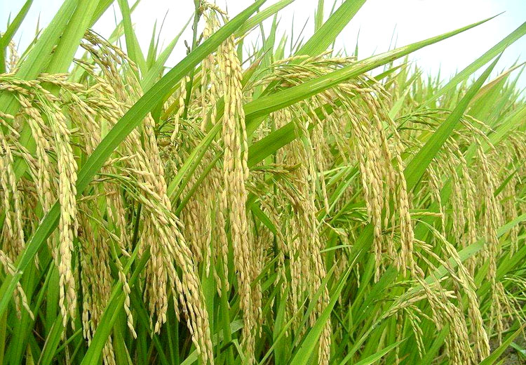 做大做强大米产业兴安盟打造中国草原优质稻米之都
